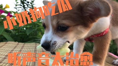 吃瓜娱乐酱小狗,揭秘娱乐圈萌宠背后的故事