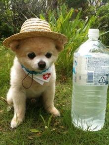 娱乐吃瓜酱监控小狗,小狗日常萌态大曝光！