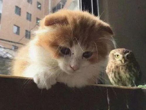 娱乐吃瓜酱猫学鸟走路,酱猫学鸟走路，揭秘动物界的趣味模仿