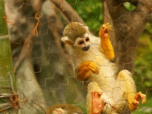 娱乐吃瓜君长颈鹿,娱乐吃瓜君的趣味解读